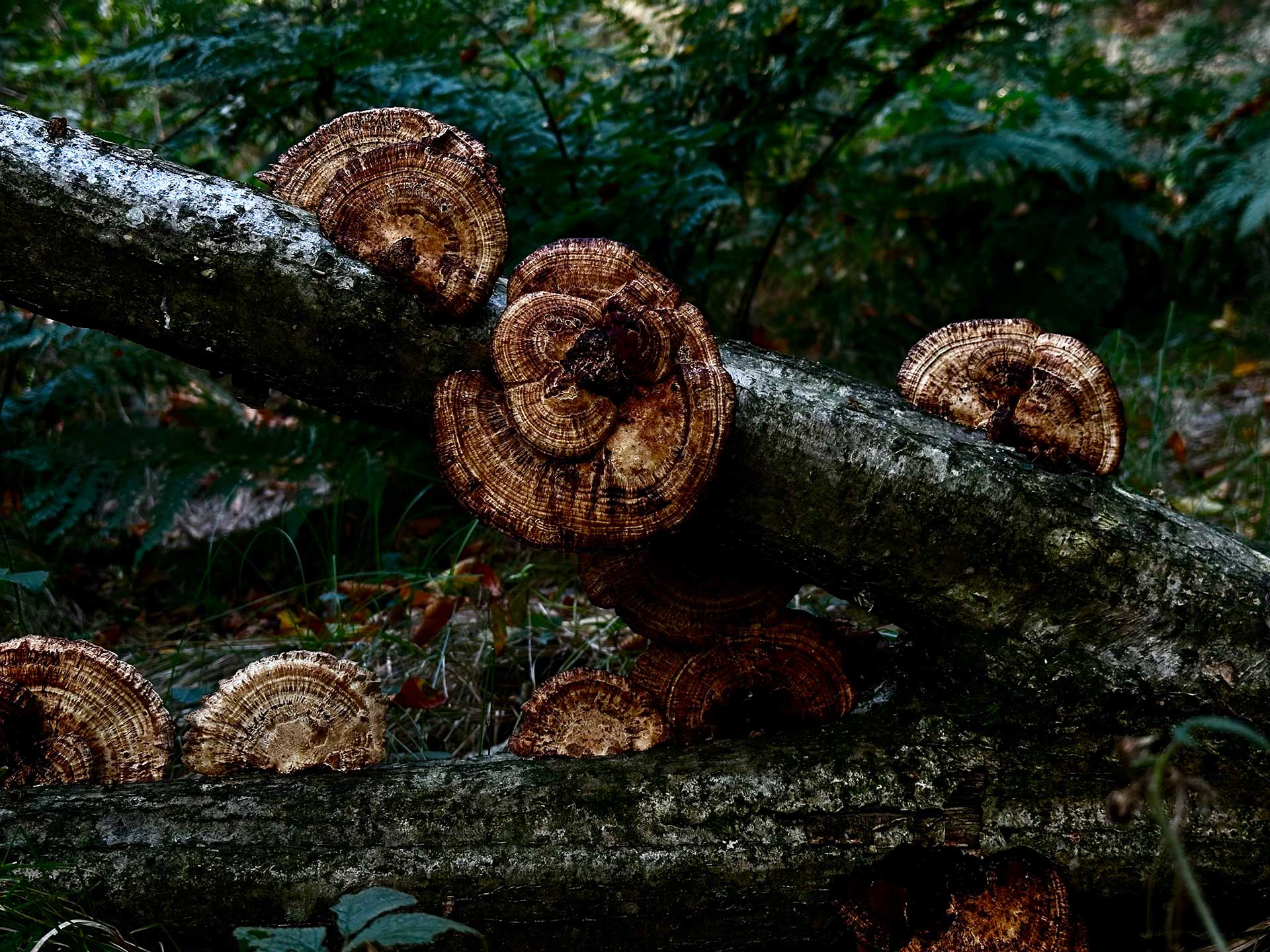 mushroom universe